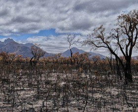 Landscape scorched by bushfire with mountains in the background.