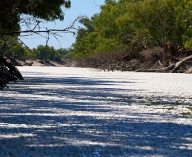 Millions of dead fish lying on the surface of the Darling-Baaka River at Menindee, NSW.