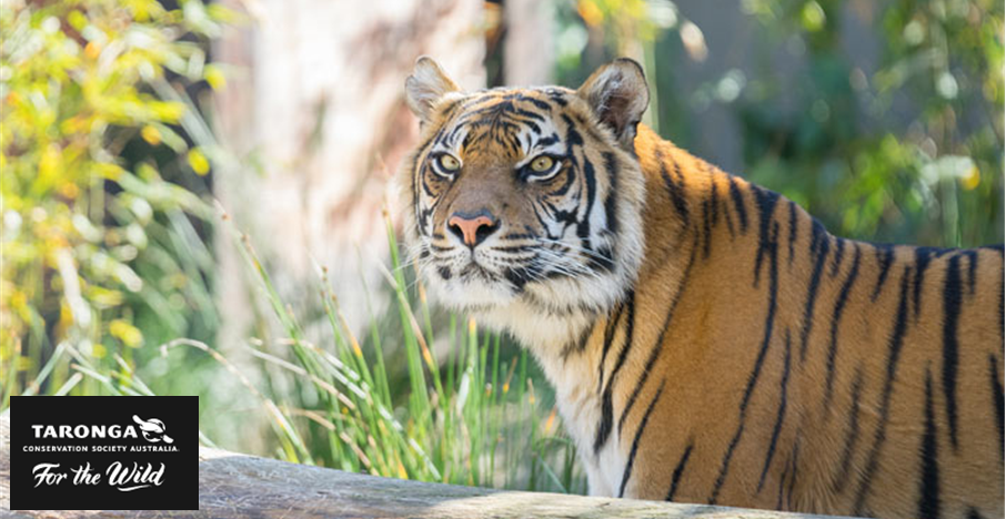 A tiger at Taronga Zoo