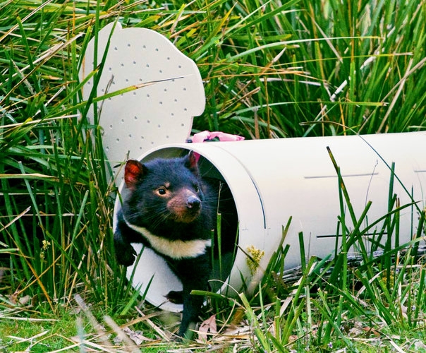 Sydney Uni Tassie Devil research in the NY Times