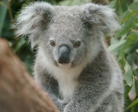 Koala Research Milestone Achieved with Release of Genomic Data